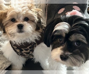 Zuchon Puppy for sale in FOLSOM, CA, USA