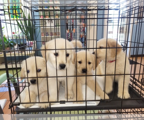 Medium Photo #7 Golden Retriever Puppy For Sale in STELLA, NC, USA