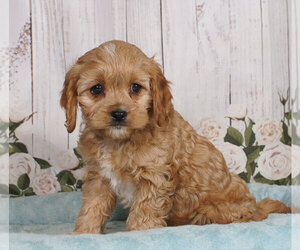 Cavapoo Puppy for sale in PENNS CREEK, PA, USA