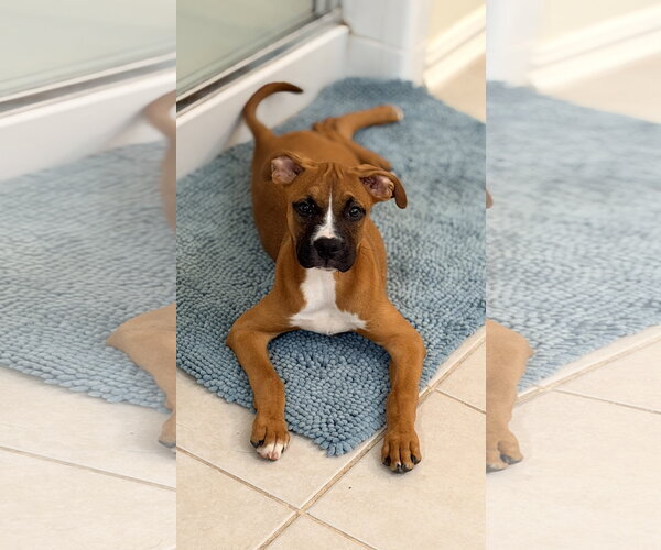 Medium Photo #1 Boxer-Unknown Mix Puppy For Sale in  Katy, TX, USA