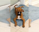 Small Boxer Mix