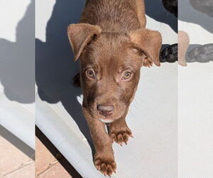 Labrador Retriever-Unknown Mix Dogs for adoption in Aurora, CO, USA