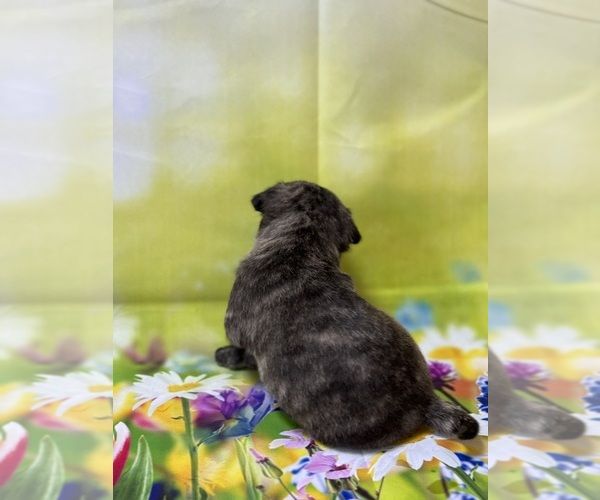 Medium Photo #12 Pug Puppy For Sale in BRIDGEPORT, CT, USA