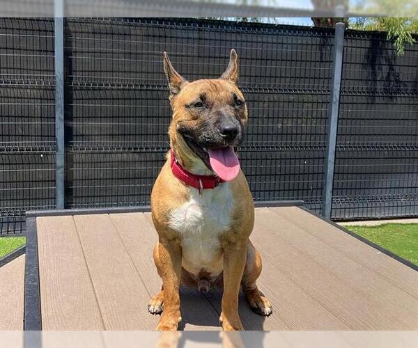 Medium Photo #2 Bull Terrier-Unknown Mix Puppy For Sale in Orange, CA, USA