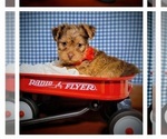 Small #2 Yorkshire Terrier