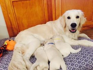 Mother of the Golden Retriever puppies born on 09/17/2017