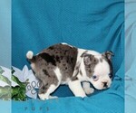 Small #4 Boston Terrier