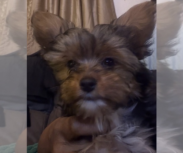 Medium Photo #3 Yorkshire Terrier Puppy For Sale in GATES, NY, USA