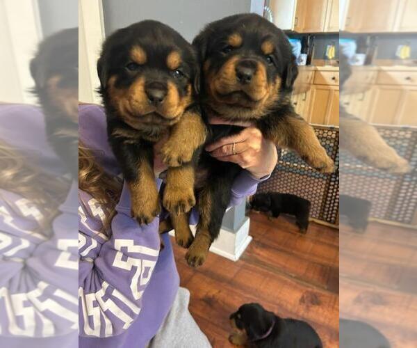 Medium Photo #4 Rottweiler Puppy For Sale in FALCON, CO, USA