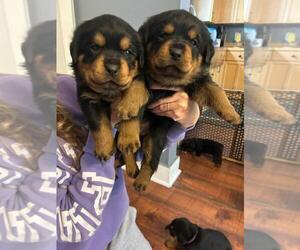 Medium Rottweiler