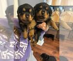 Puppy Puppy 3 Rottweiler