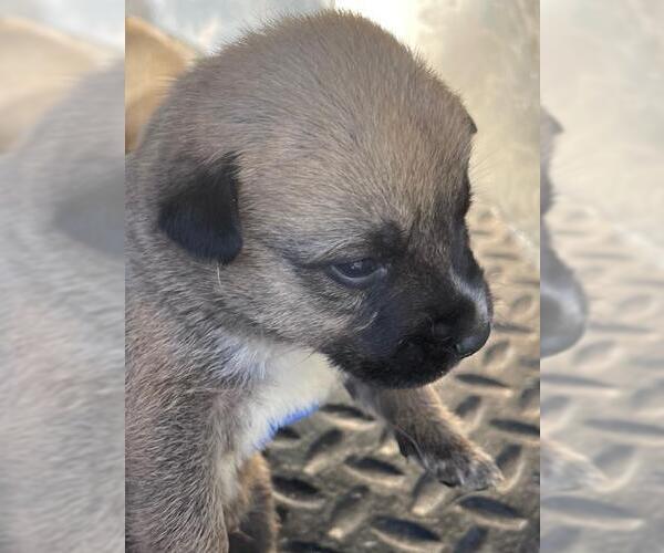 Medium Photo #1 Mutt Puppy For Sale in HESPERIA, CA, USA