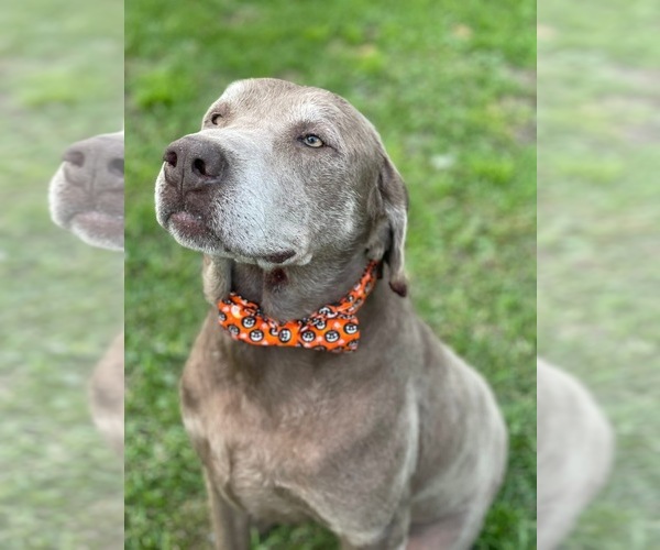 Medium Photo #1 Labradoodle Puppy For Sale in GEORGETOWN, SC, USA