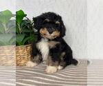 Small #5 Bernedoodle (Miniature)