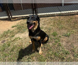 German Shepherd Dog-Unknown Mix Dogs for adoption in Grovetown, GA, USA