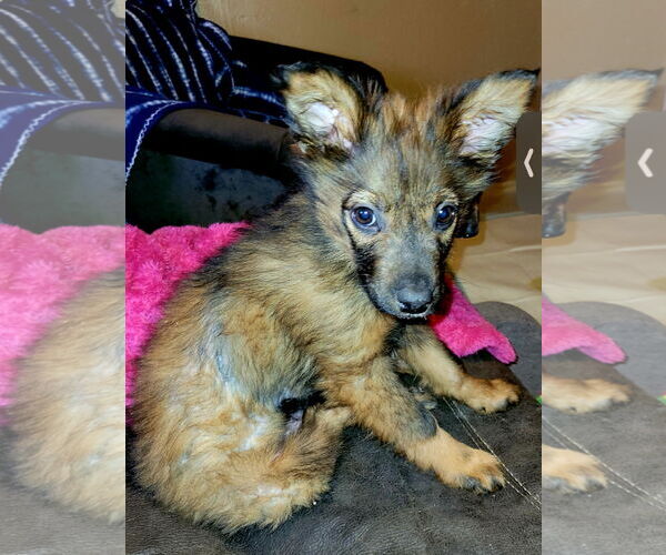 Medium Photo #6 Mutt Puppy For Sale in Laramie, WY, USA