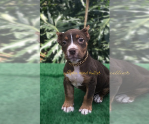 American Bully Puppy for sale in APOPKA, FL, USA