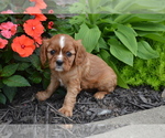Image preview for Ad Listing. Nickname: Litter of 3