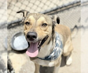 German Shepherd Dog-Unknown Mix Dogs for adoption in Tulsa, OK, USA