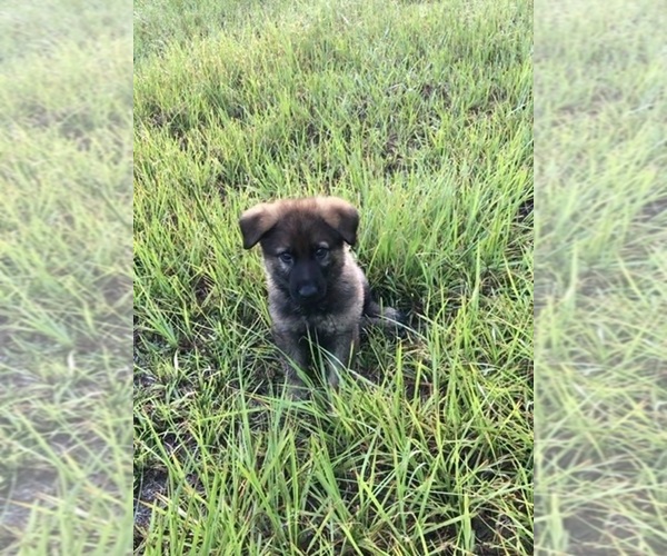 Medium Photo #1 German Shepherd Dog Puppy For Sale in LAKE CITY, FL, USA