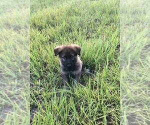German Shepherd Dog Puppy for sale in LAKE CITY, FL, USA