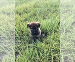 Small German Shepherd Dog
