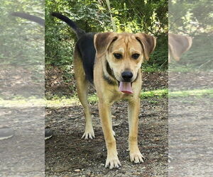 Labrador Retriever-Unknown Mix Dogs for adoption in Wetumpka, AL, USA