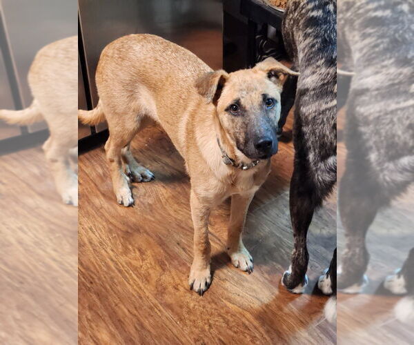 Medium Photo #2 Labrador Retriever-Unknown Mix Puppy For Sale in Dana Point, CA, USA