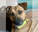 Small #2 Labrador Retriever Mix