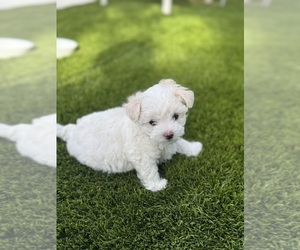 Medium Maltese