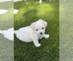 Puppy Maltese Girl 2 Maltese