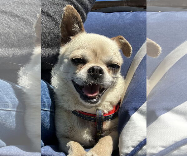 Medium Photo #1 Chihuahua-Unknown Mix Puppy For Sale in Bellevue, WA, USA