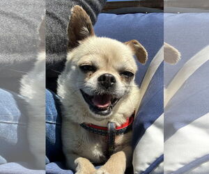 Chihuahua-Unknown Mix Dogs for adoption in Bellevue, WA, USA