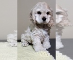 Small Photo #5 Cocker Spaniel Puppy For Sale in TERRY, MS, USA