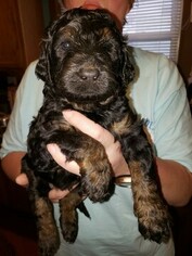 Labradoodle Puppy for sale in PROSPECT, OH, USA