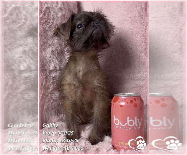 Medium Photo #1 Brussels Griffon Puppy For Sale in SPOKANE, WA, USA