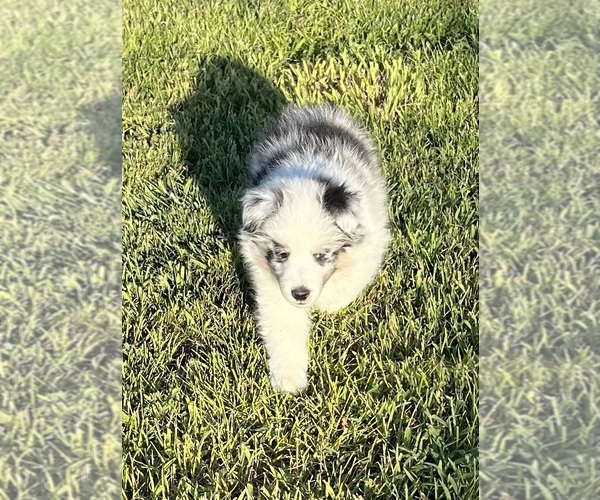 Medium Photo #9 Shetland Sheepdog Puppy For Sale in FORT MORGAN, CO, USA