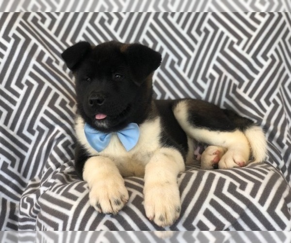 Medium Photo #4 Akita Puppy For Sale in EAST EARL, PA, USA
