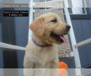 Golden Retriever Litter for sale in GRANTSVILLE, MD, USA