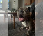 Small #1 Staffordshire Bull Terrier Mix