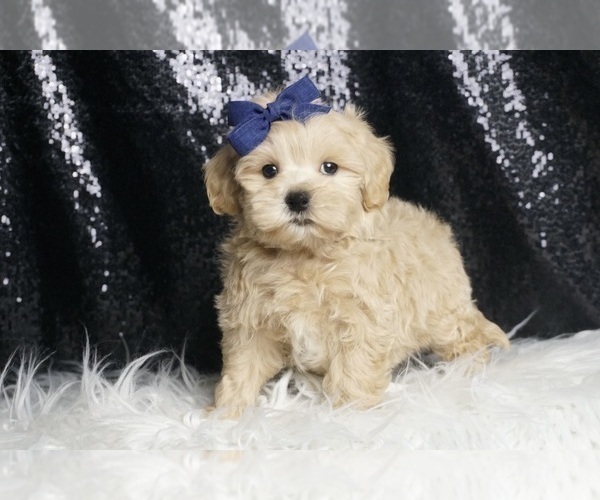 Medium Photo #69 Maltipoo Puppy For Sale in WARSAW, IN, USA