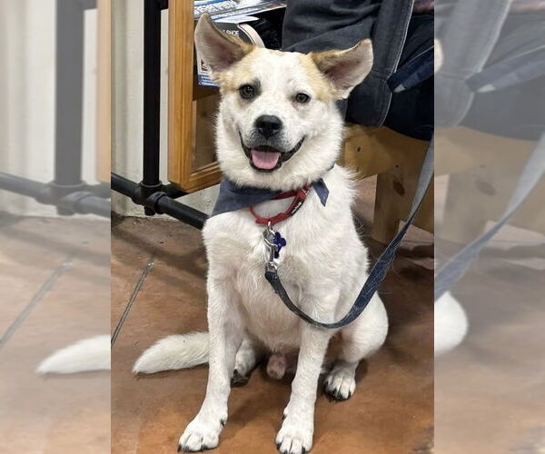 Medium Photo #9 Mutt Puppy For Sale in Oak Bluffs, MA, USA