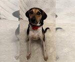 Small #10 Treeing Walker Coonhound Mix
