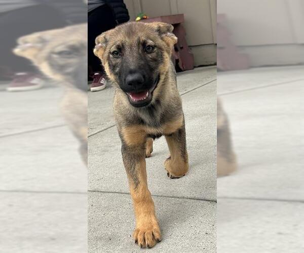 Medium Photo #1 German Shepherd Dog-Unknown Mix Puppy For Sale in Santa Cruz, CA, USA