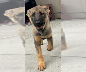 German Shepherd Dog-Unknown Mix Dogs for adoption in Santa Cruz, CA, USA