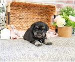 Small #7 Schnauzer (Miniature)