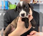 Small #1 Labrador Retriever Mix