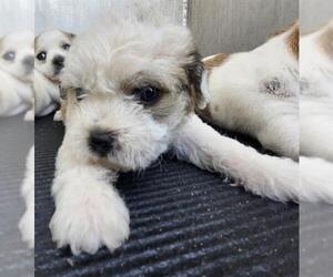 Shih Tzu-Unknown Mix Dogs for adoption in San Antonio, TX, USA