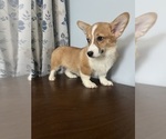 Small #14 Pembroke Welsh Corgi