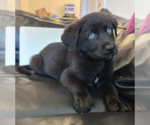 Small #3 Mutt